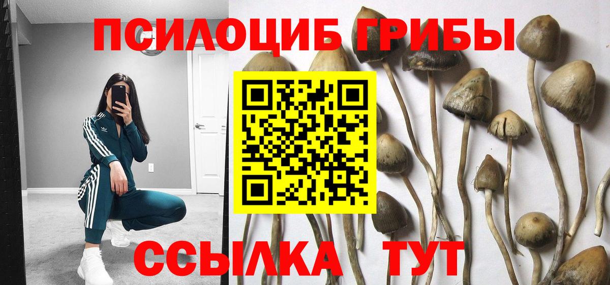 Галлюциногенные грибы Psilocybine cubensis Вологда